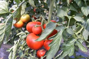 Continuă plățile pentru beneficiarii Programului Tomata